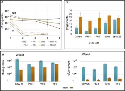 Dynamics of Aspen Roots Colonization by Pseudomonads Reveals Strain-Specific and Mycorrhizal-Specific Patterns of Biofilm Formation